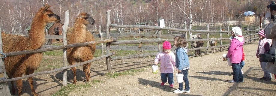 Fotografie din activitatea Grădiniței Kinderfreude, Cluj-Napoca (2)